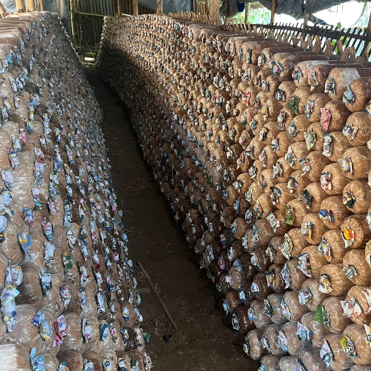 Inkubasi Awal (±3 Hari)